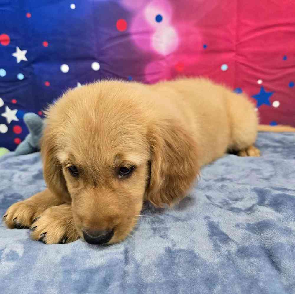 Male Golden Retriever Puppy for Sale in Virginia Beach, VA