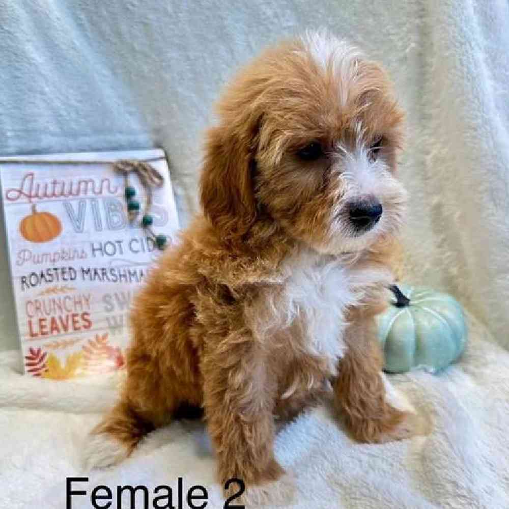 Female Mini Goldendoodle Puppy for Sale in Virginia Beach, VA