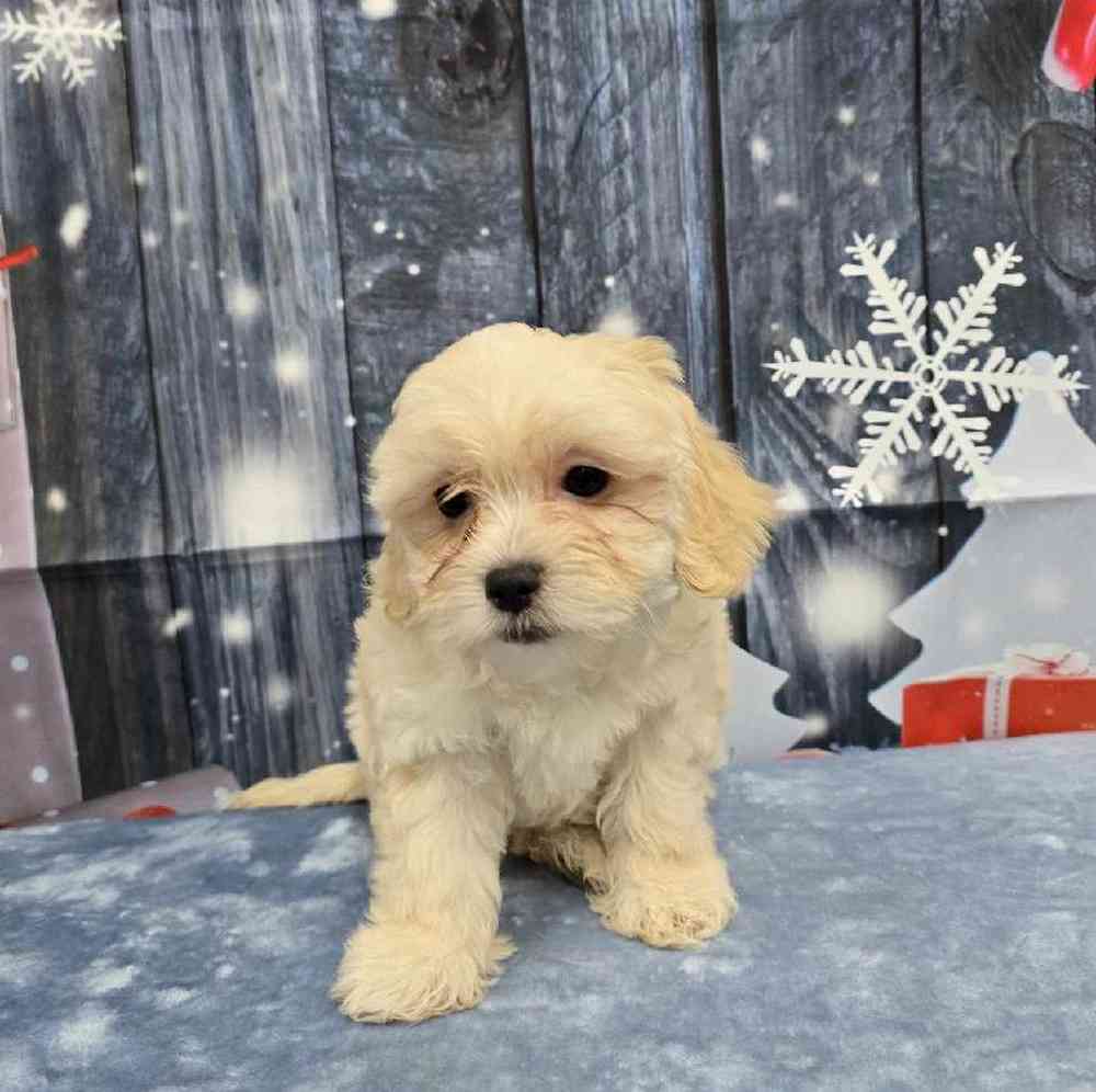 Female Teddy Bear Puppy for Sale in Virginia Beach, VA