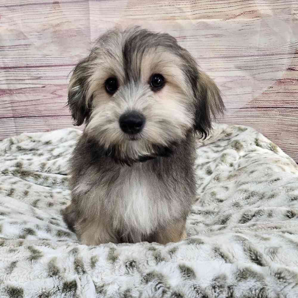 Male Havanese Puppy for Sale in Virginia Beach, VA