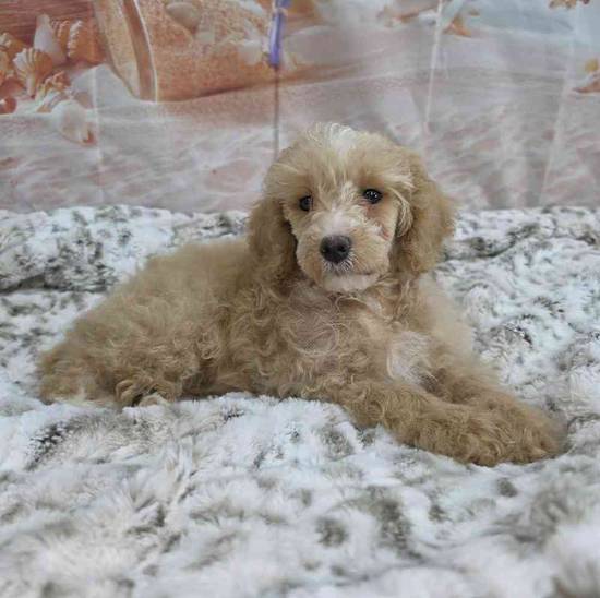 Poodle