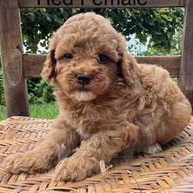 Mini Poodle