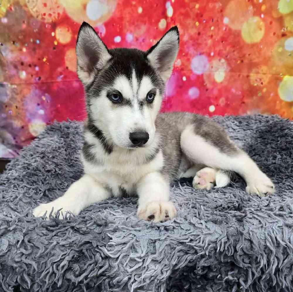 Male Siberian Husky Puppy for Sale in Virginia Beach, VA