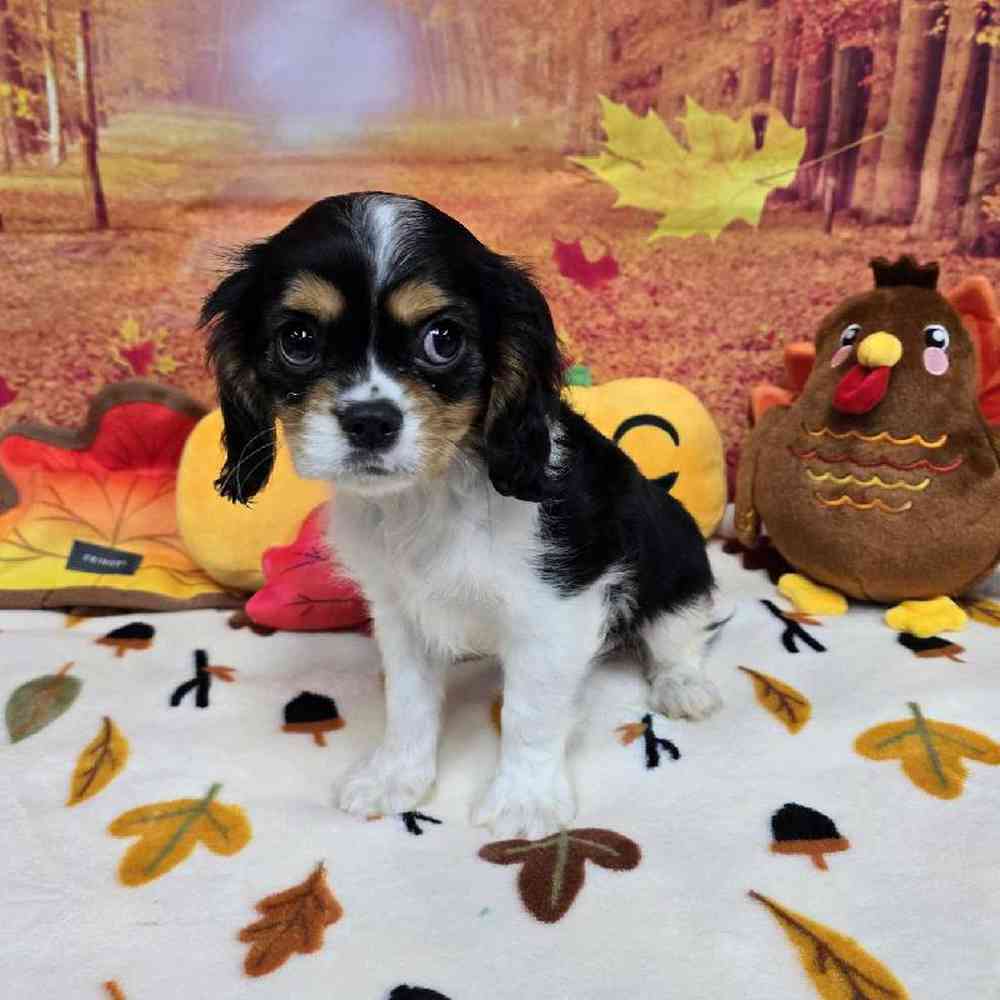 Male Cavalier King Charles Spaniel Puppy for Sale in Virginia Beach, VA