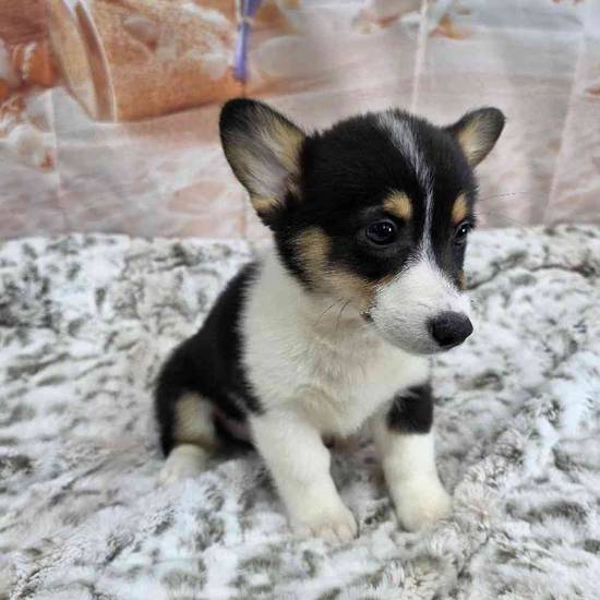 Pembroke Welsh Corgi