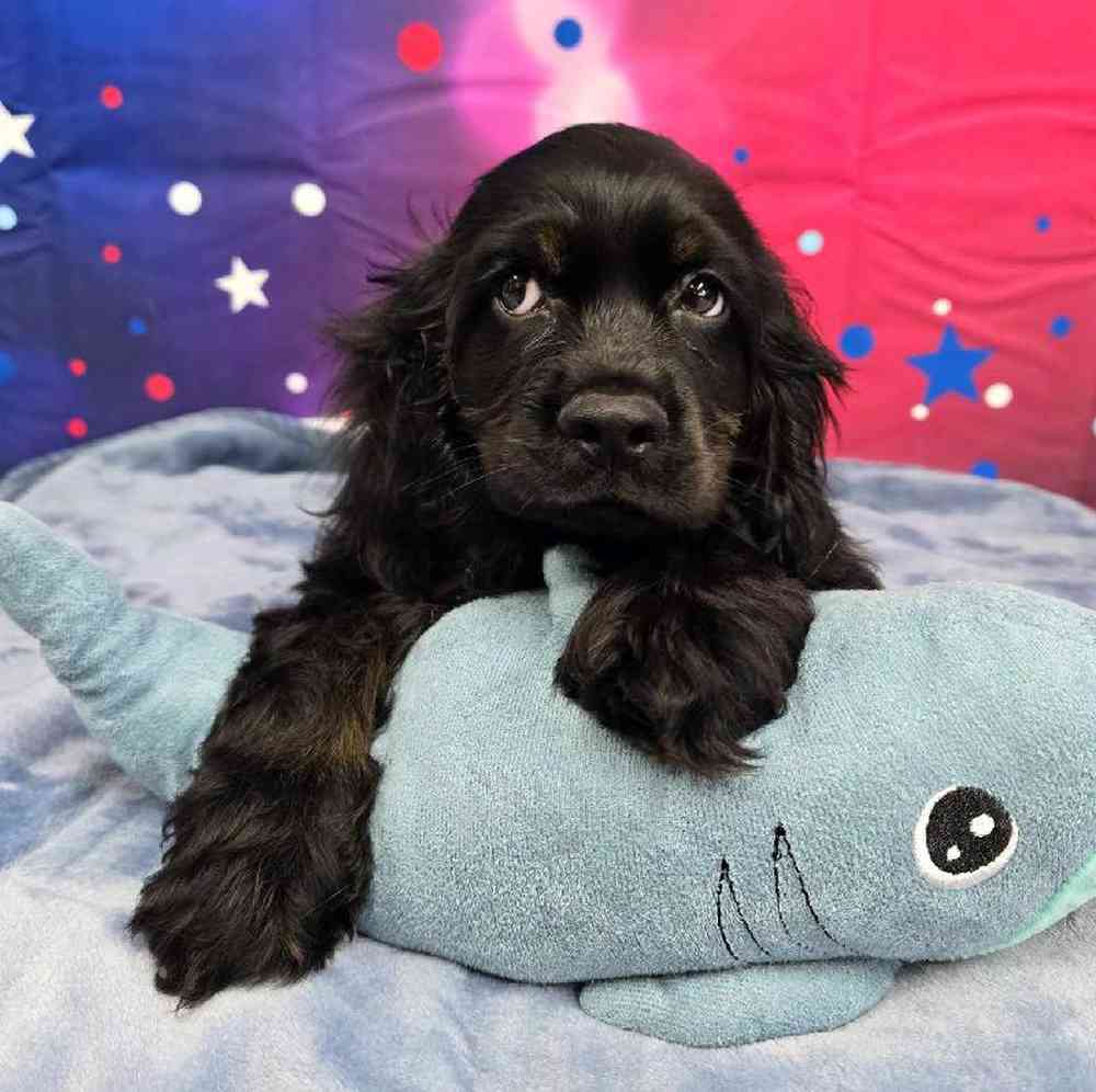 Male Cocker Spaniel Puppy for Sale in Virginia Beach, VA