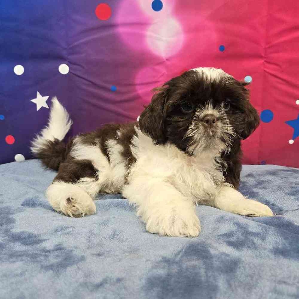 Male Shih Tzu Puppy for Sale in Virginia Beach, VA