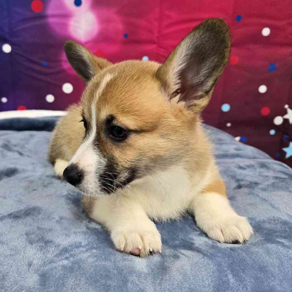 Female Pembroke Welsh Corgi Puppy for Sale in Virginia Beach, VA