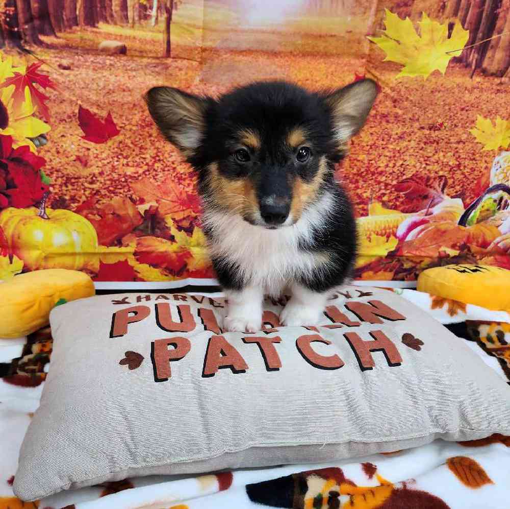 Male Pembroke Welsh Corgi Puppy for Sale in Virginia Beach, VA