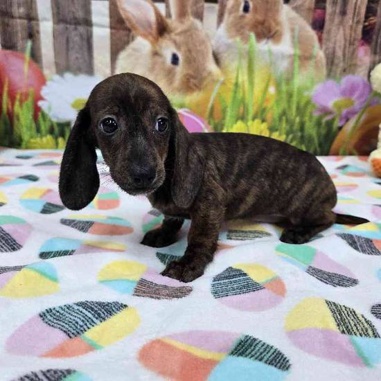 Dachshund