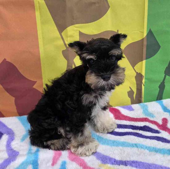 Mini Schnauzer