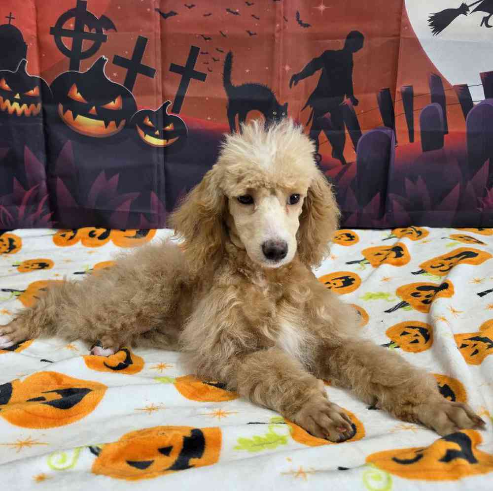 Female Poodle Puppy for Sale in Virginia Beach, VA
