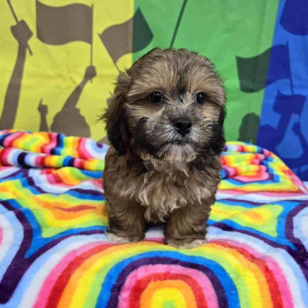 Male Shipoo Puppy for Sale in Virginia Beach, VA