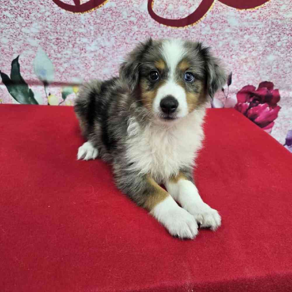 Male Mini Aussie Puppy for Sale in Virginia Beach, VA