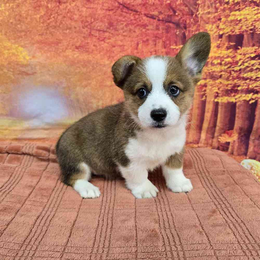 Male Pembroke Welsh Corgi Puppy for Sale in Virginia Beach, VA