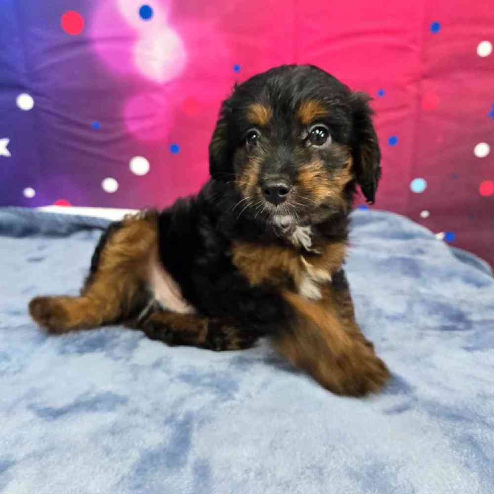 Male Mini Aussiedoodle Puppy for Sale in Virginia Beach, VA