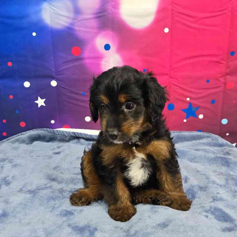 Male Mini Aussiedoodle Puppy for Sale in Virginia Beach, VA