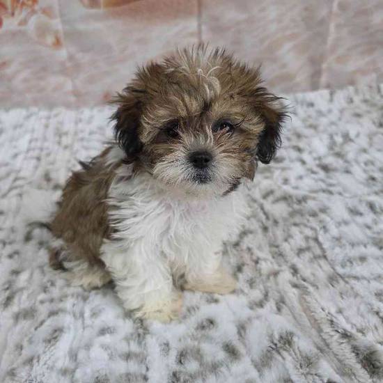 Teddy Bear