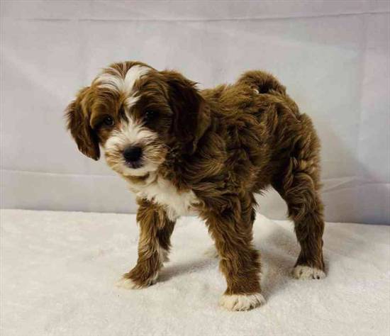 Mini Goldendoodle