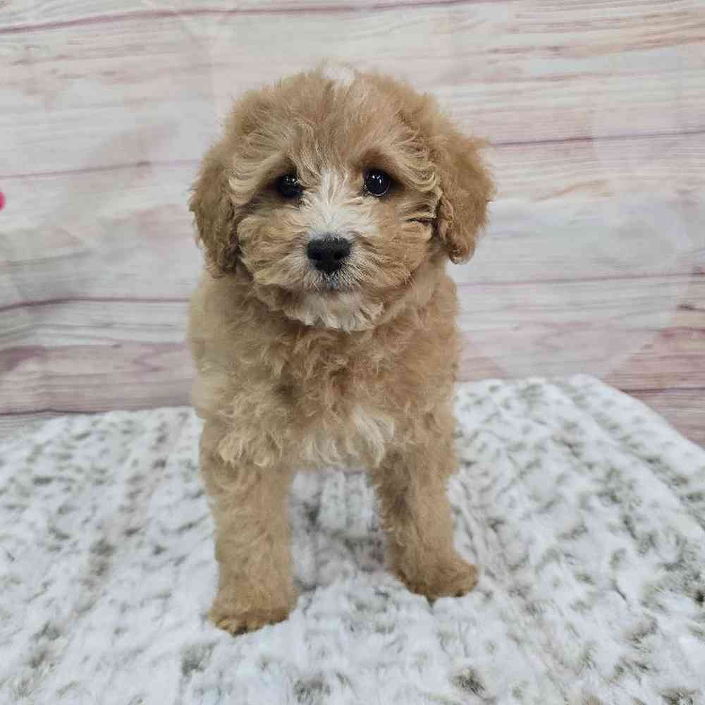 Female Cavapoo Puppy for Sale in Virginia Beach, VA