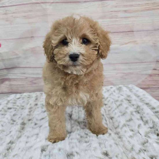Cavapoo
