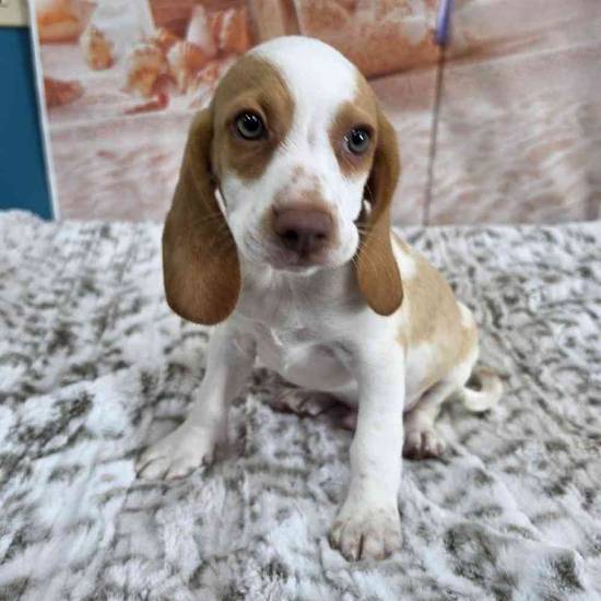 Beagle
