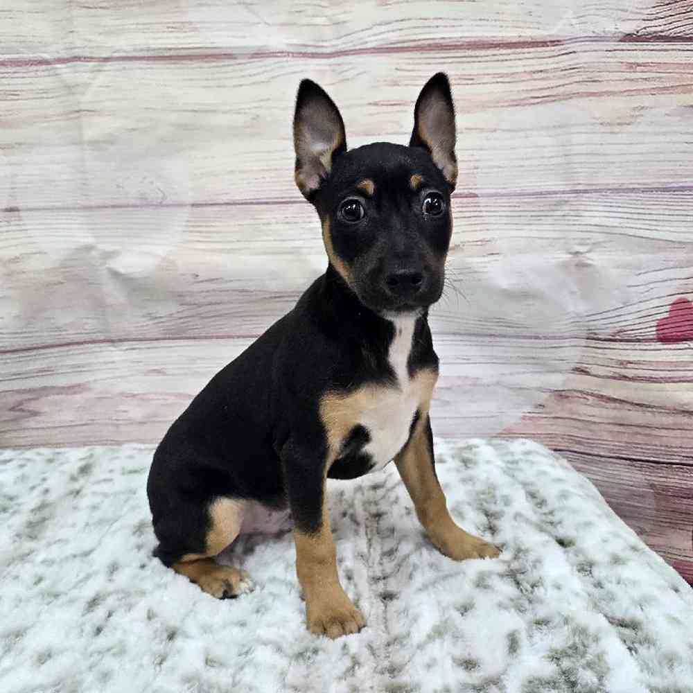 Male Rat Terrier Puppy for Sale in Virginia Beach, VA