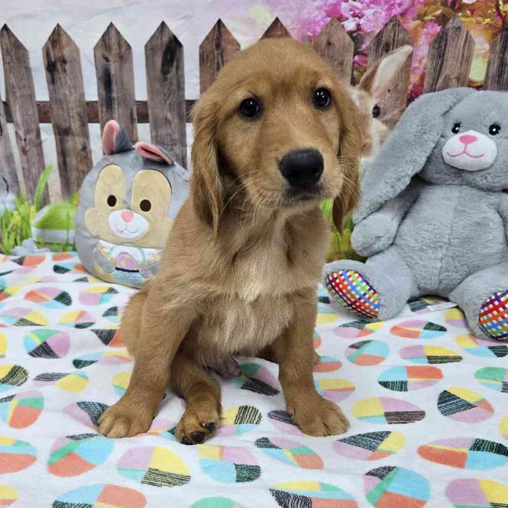 Image of a pet breed in the gallery