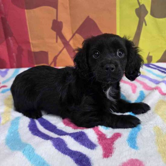 Cavapoo