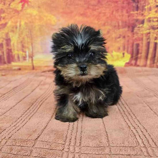 Yorkie