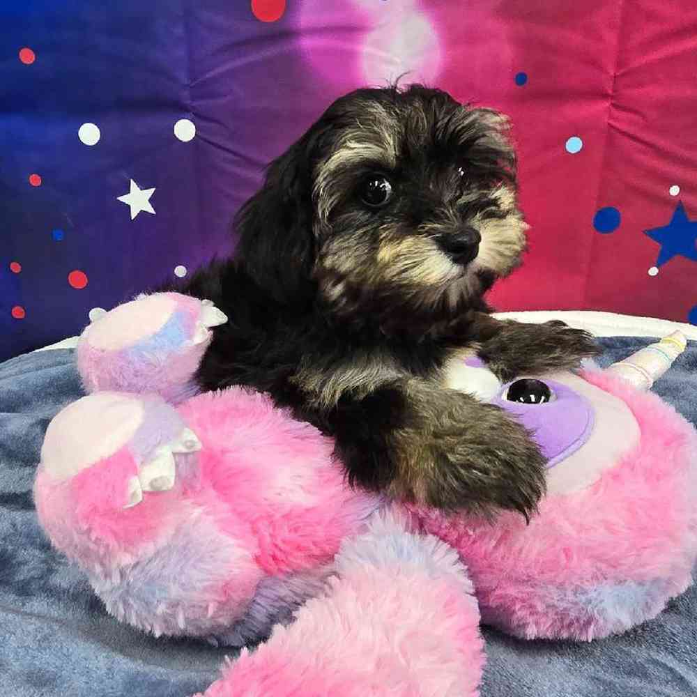 Female Havapoo Puppy for Sale in Virginia Beach, VA