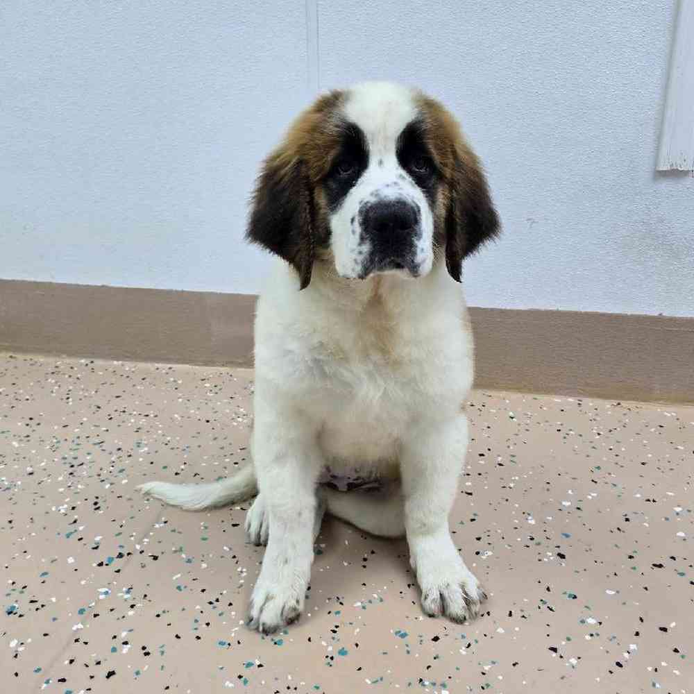 Female Saint Bernard Puppy for Sale in Virginia Beach, VA