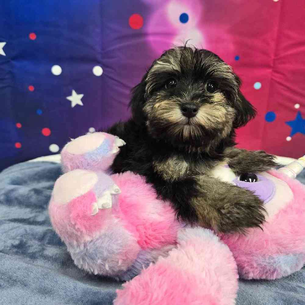 Female Havapoo Puppy for Sale in Virginia Beach, VA