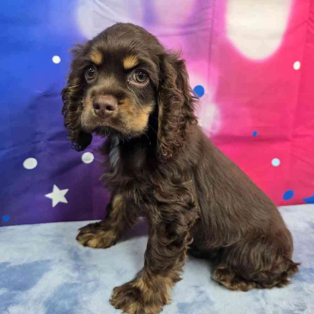 Female Cocker Spaniel Puppy for Sale in Virginia Beach, VA