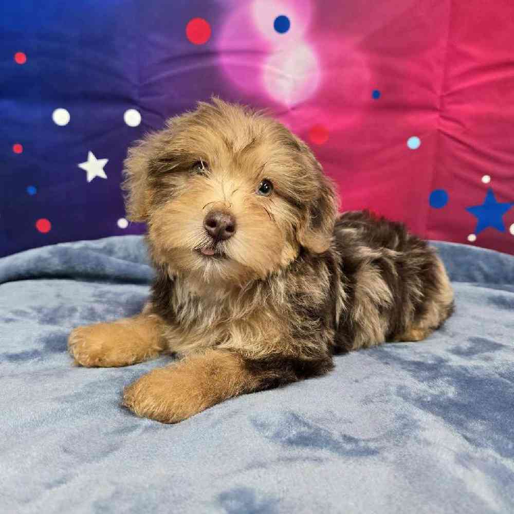 Male Yorkie-Poo Puppy for Sale in Virginia Beach, VA