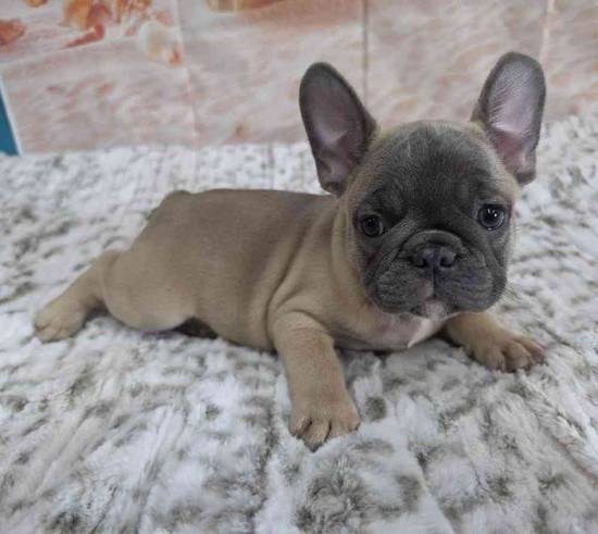 French Bulldog