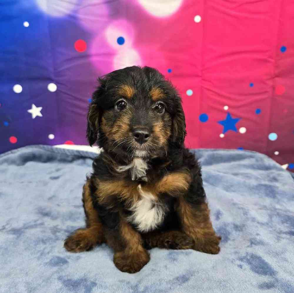 Male Mini Aussiedoodle Puppy for Sale in Virginia Beach, VA