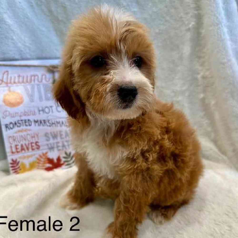 Female Mini Goldendoodle Puppy for Sale in Virginia Beach, VA