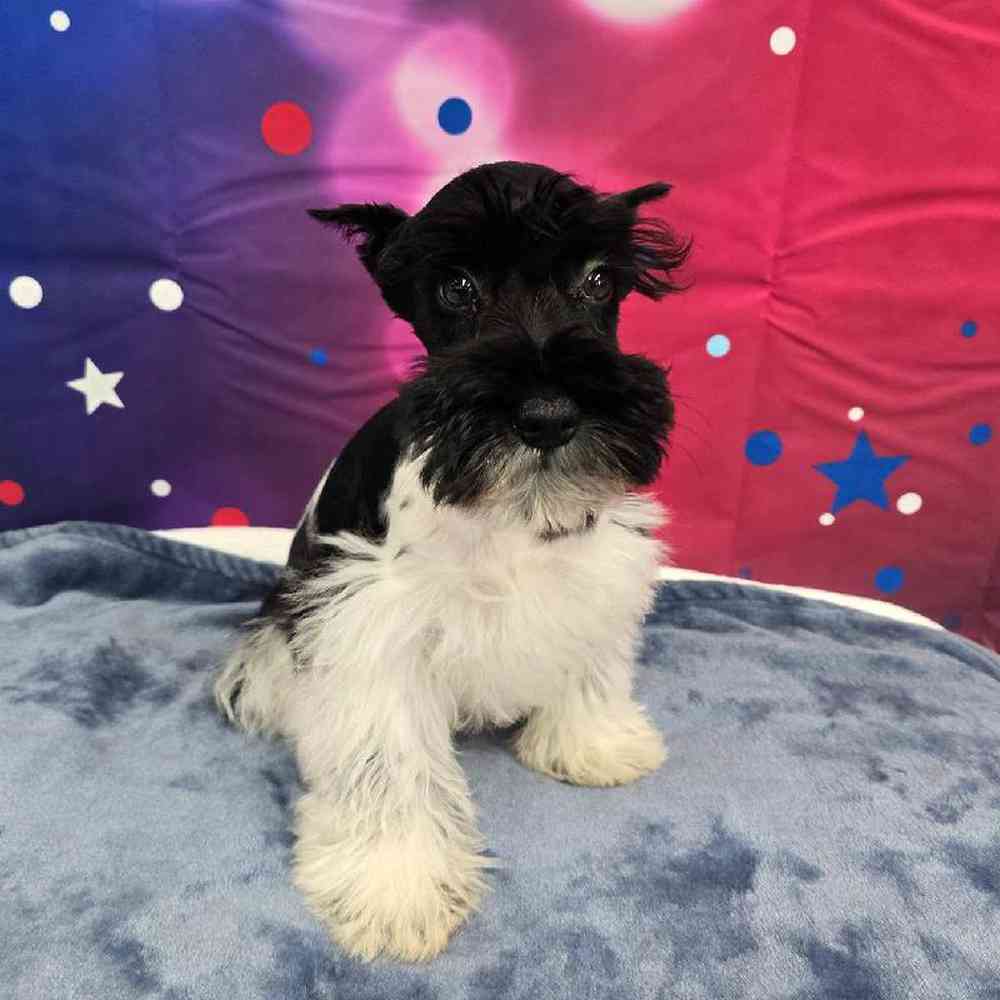 Male Mini Schnauzer Puppy for Sale in Virginia Beach, VA