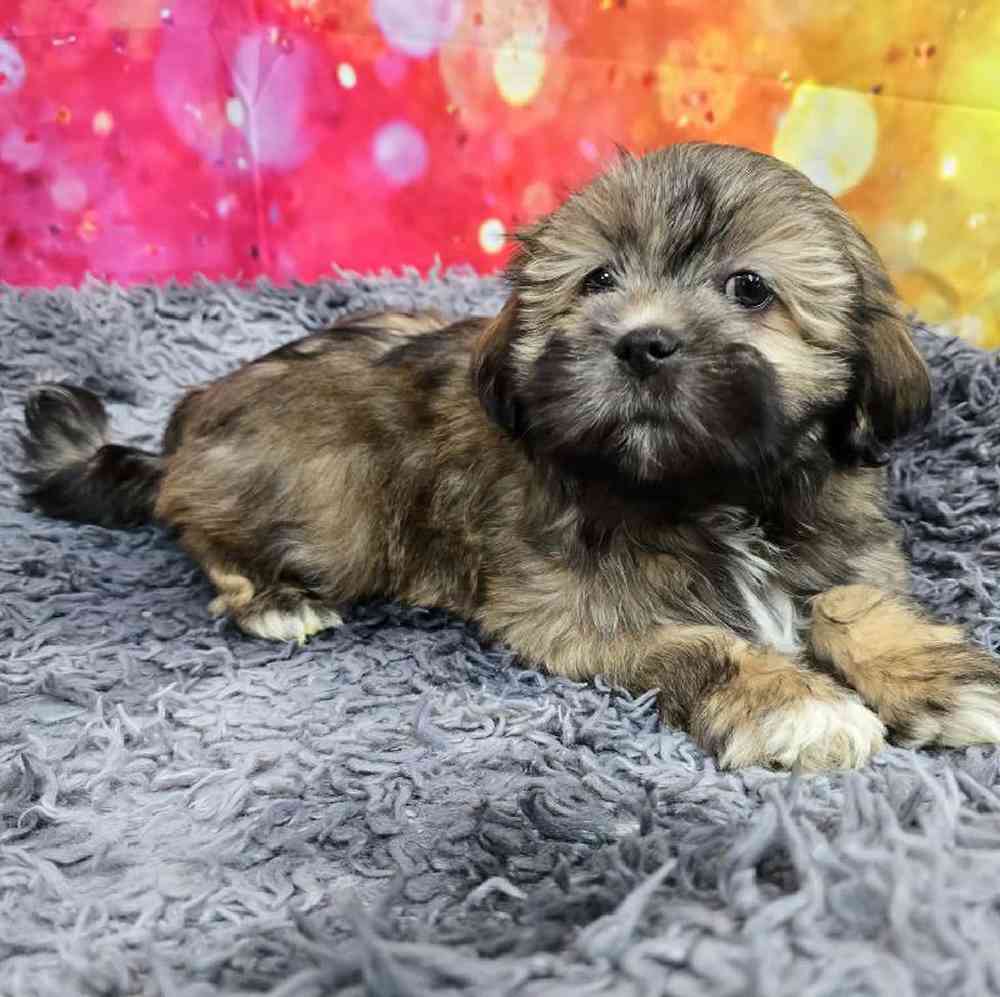 Female Lhasa Apso Puppy for Sale in Virginia Beach, VA