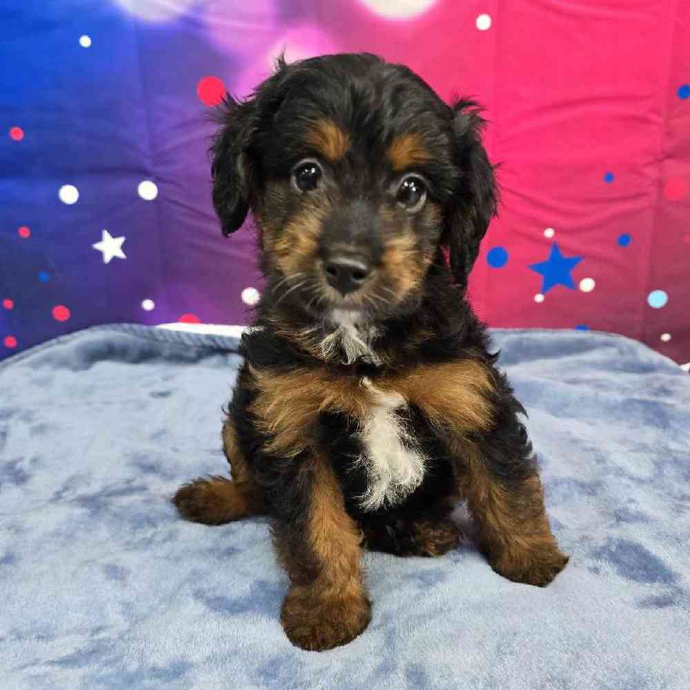 Male Mini Aussiedoodle Puppy for Sale in Virginia Beach, VA