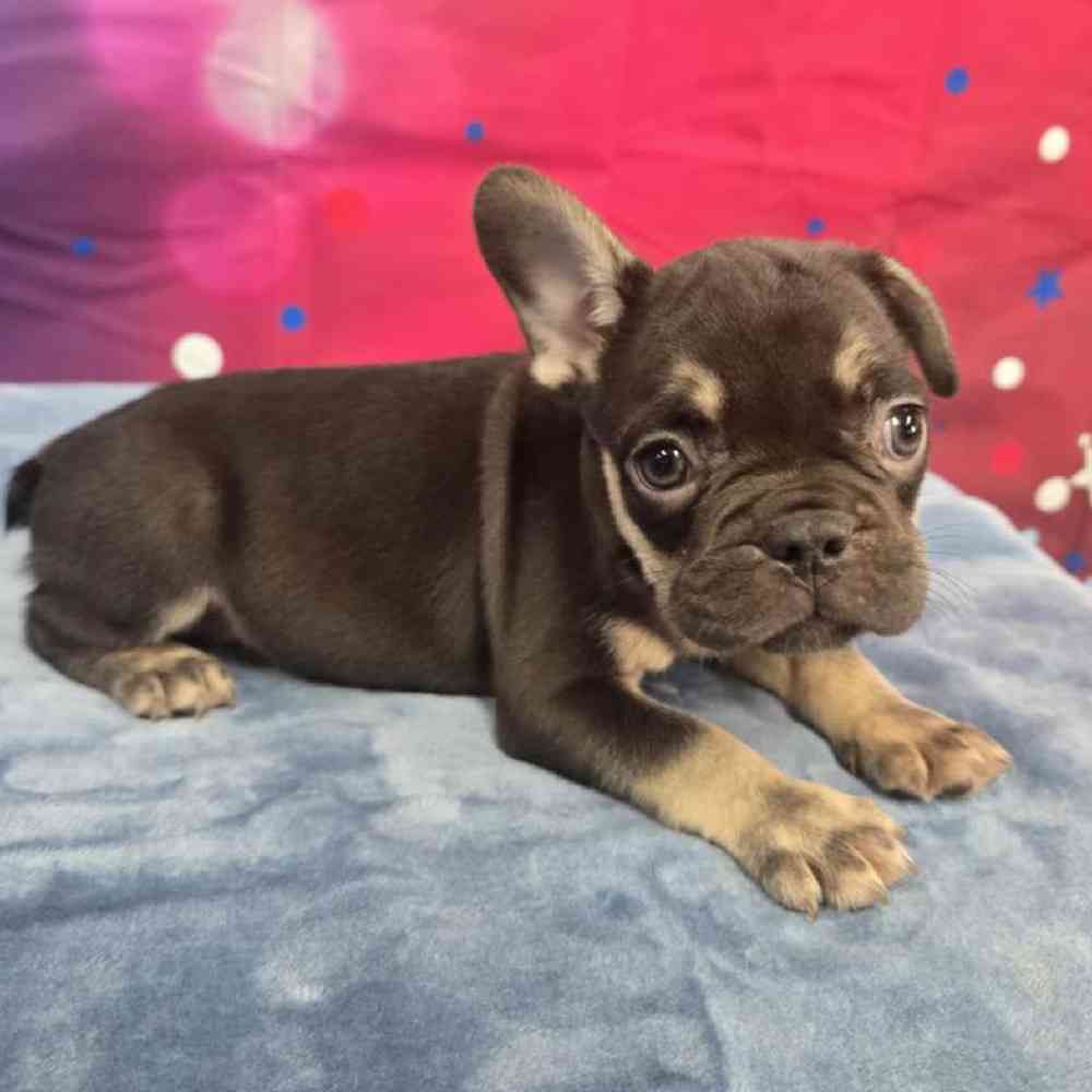 Male French Bulldog Puppy for Sale in Virginia Beach, VA