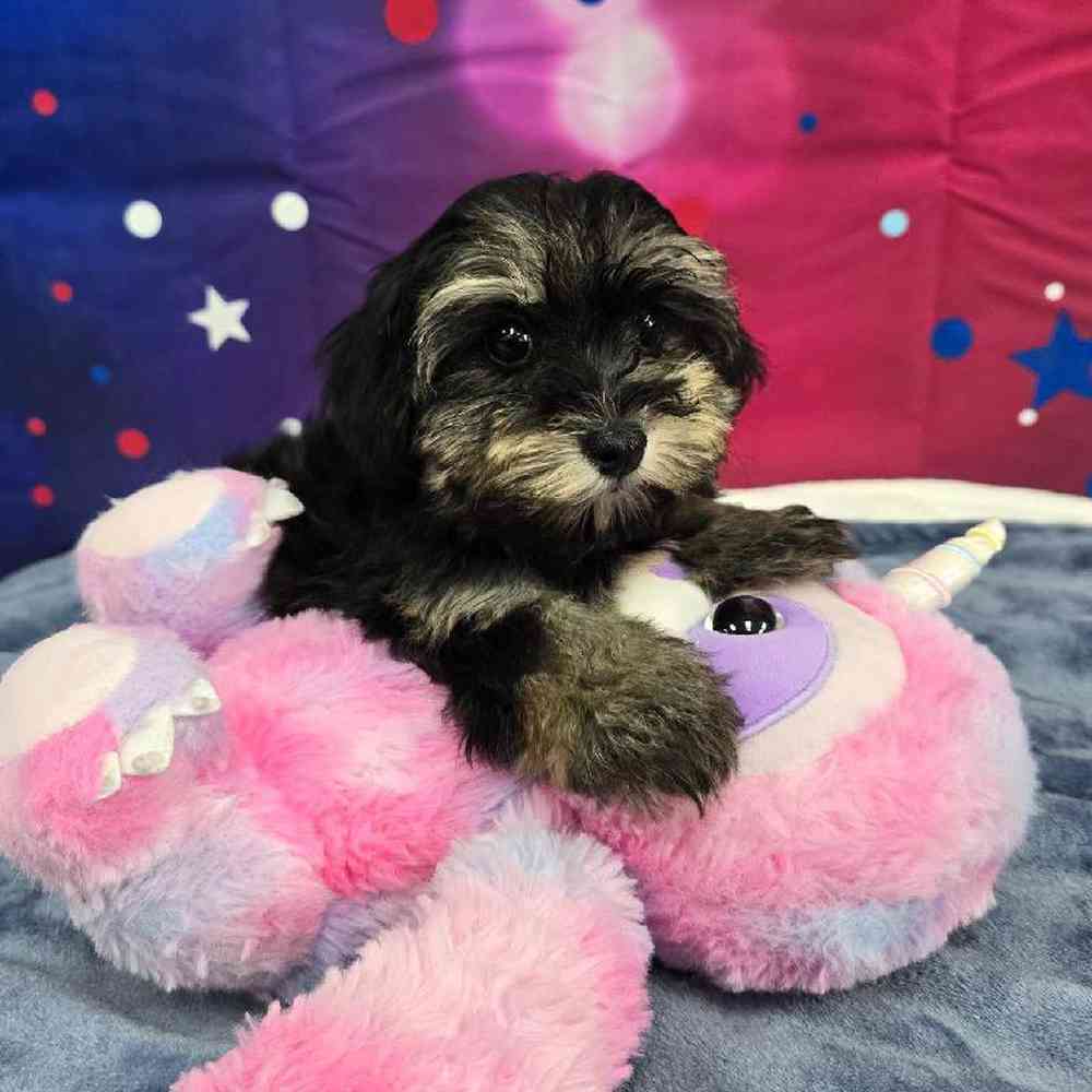 Female Havapoo Puppy for Sale in Virginia Beach, VA