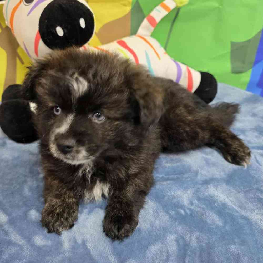 Male Pomsky Puppy for Sale in Virginia Beach, VA