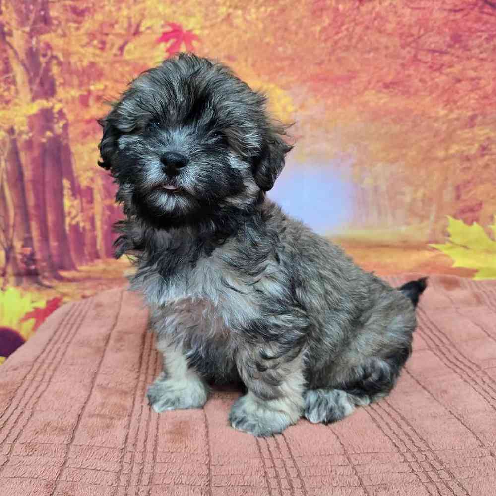 Male Havanese Puppy for Sale in Virginia Beach, VA