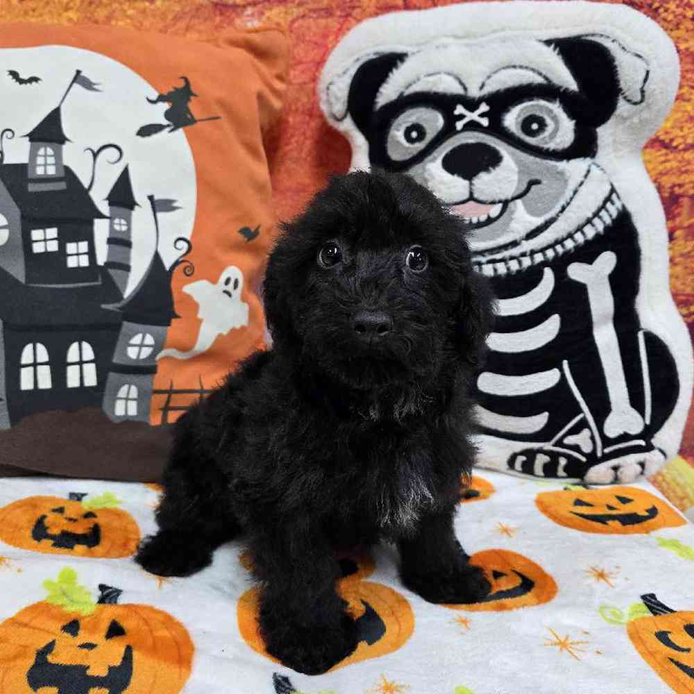 Male Yorkie-Poo Puppy for Sale in Virginia Beach, VA