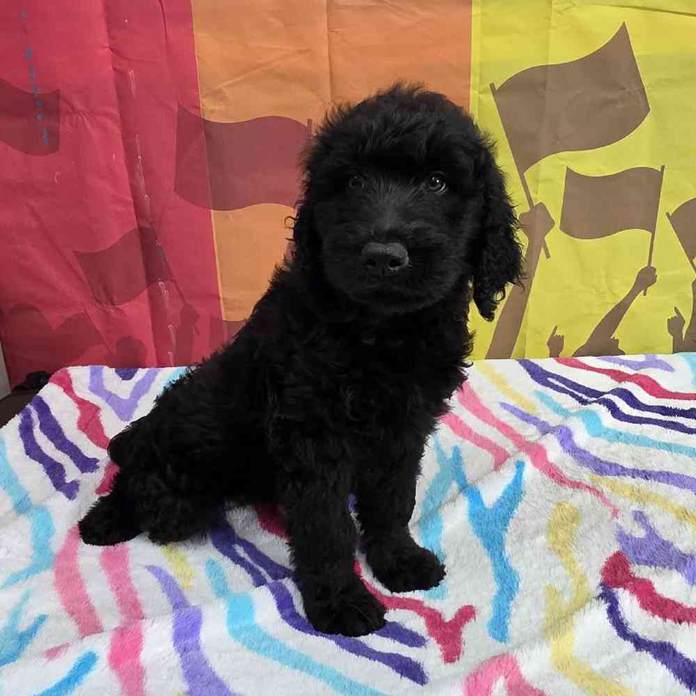 Female Goldendoodle Puppy for Sale in Virginia Beach, VA