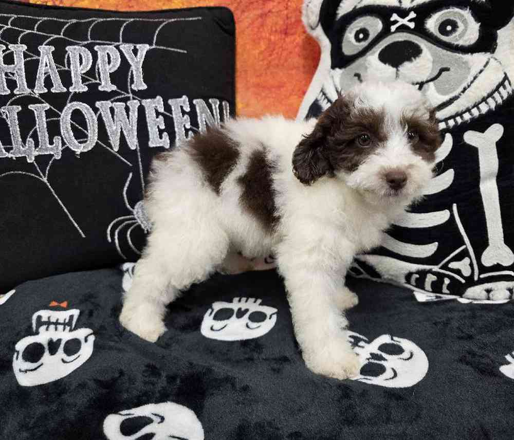 Male Poodle Puppy for Sale in Virginia Beach, VA