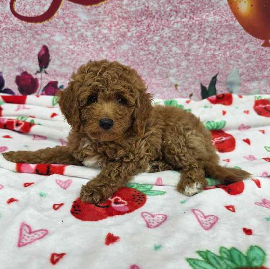 Mini Goldendoodle
