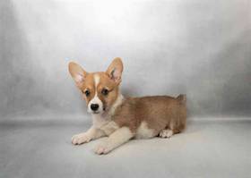 Pembroke Welsh Corgi